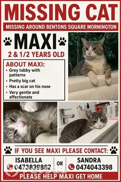 Lost cat, Mornington, Victoria, Melbourne - grey and white tabby - photo