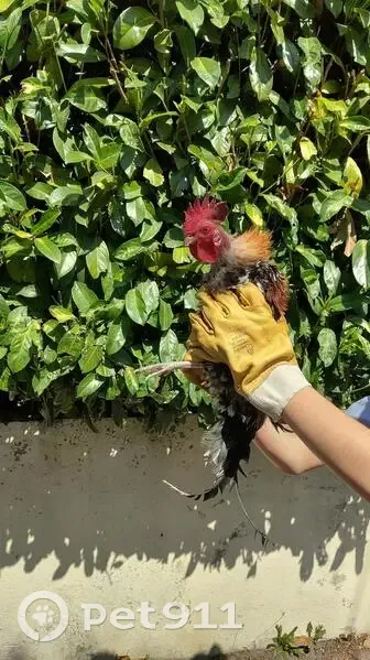 Trouvée oiseau, Boulevard Normandie Niemen, 61, Saint-Étienne - jeune coq - photo
