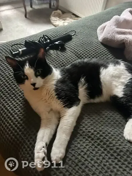 Lost cat, Crookham Road, Fulham — black and white British Shorthair - photo