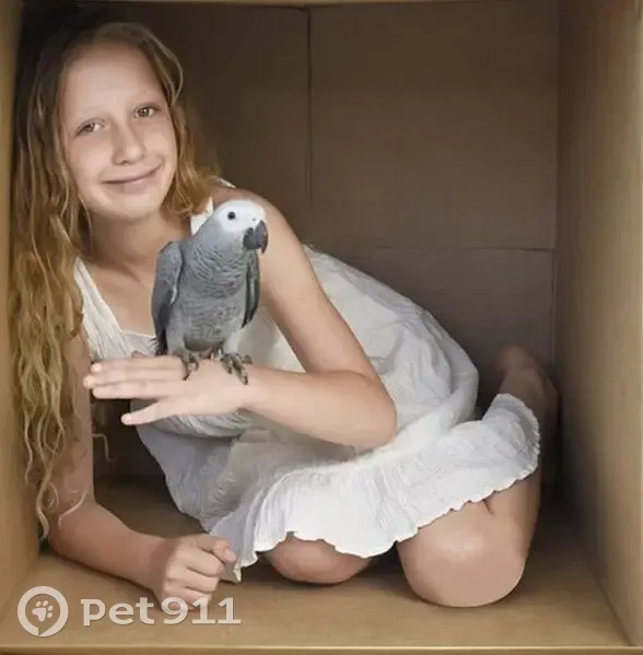 Lost bird, Crassula Road, 96a, Cape Town - female African Grey with red tail - photo