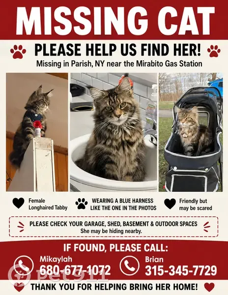 Lost cat, Parish, New York, Altmar - female - long-haired tabby Maine Coon with a blue harness - photo