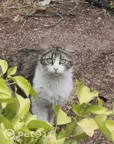 Encontrado gato, Avenida de Europa, 15, Alcorcón - se acerca pero tiene miedo - photo