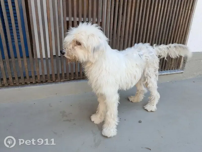 Encontrado cachorro macho, Rua Dalvina Marins Coutinho, Região Oceânica - pelo branco e sem rumo - photo