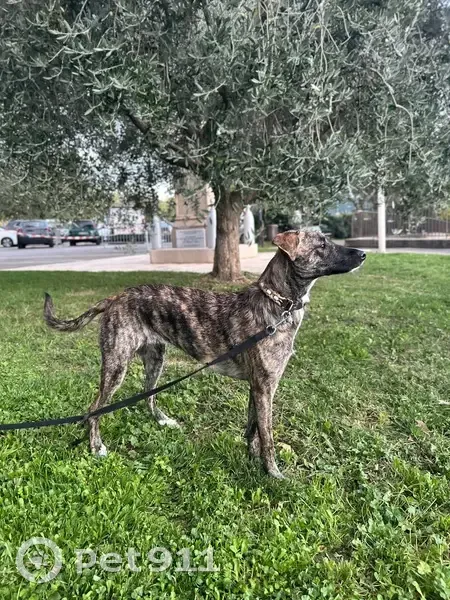 Chien perdu femelle, Route de Digne, Castellane - bringé, 17 kg - photo