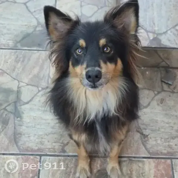 Perdido cachorro macho, Rua Negrinho Santos, Canoas - pelagem preta e orelhas pontudas - photo