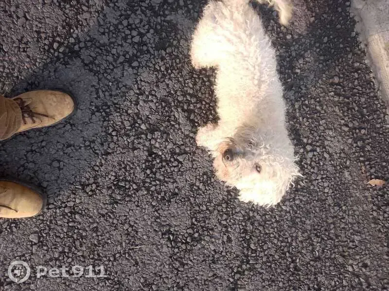 Perdido perro macho, Monte Casino, San Francisco Coacalco, Ecatepec de Morelos - visto por la glorieta del parque - photo