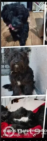 Perdido perro macho, Calle Toma de Guadalajara, Morelia - negro, chaparrito y con barbita blanca - photo