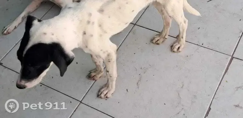 Perro perdido macho, Ejido de Canoas, 218, Celaya - cachorro negro con blanco - photo