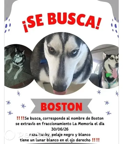 Perdido perro masculino, Noruega, 1513, Los Mochis - arnés negro grueso, ojo blanco/azul - photo
