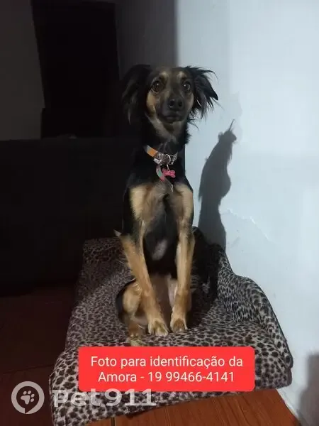 Perdido cachorro fêmea, Rua João Martins, 250, Sumaré - pelagem curta preta e marrom - photo