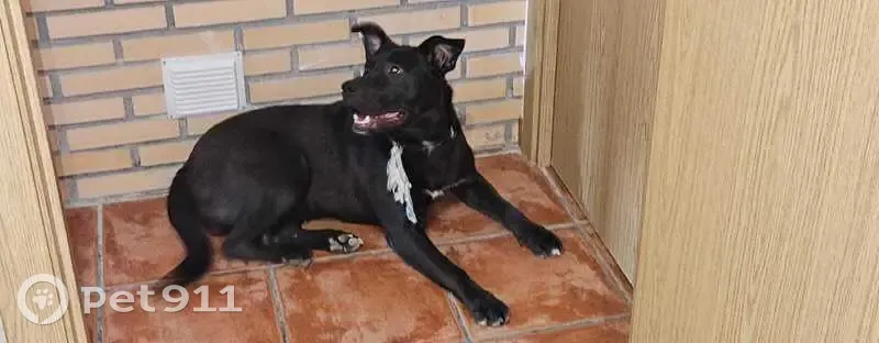 Perro perdido hembra, Vilanova de la Barca, Lleida - photo