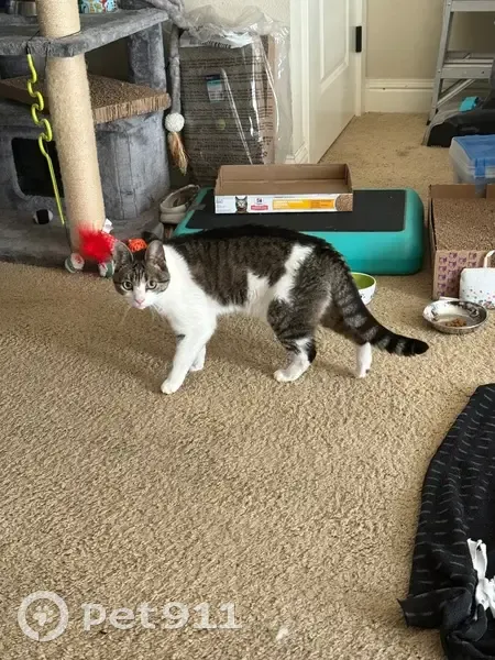 Lost cat, female, Carlisle Way, 857, Sunnyvale - shy indoor-only cat with pink nose - photo