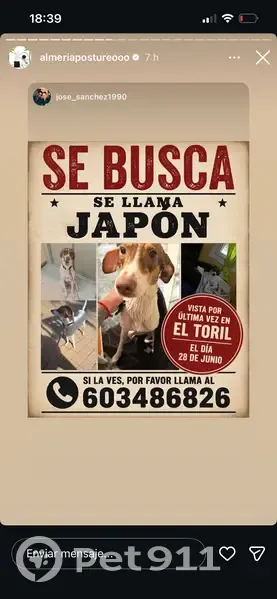 Perdido perro hembra en Calle El Toril, Andalucía, Madrid - muy delgada y con collar azul de Disney - photo