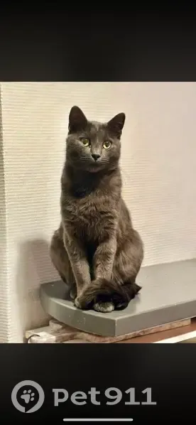 Chat perdu mâle, Rue de la Mairie, 10, Coullons - tout gris, non castré - photo