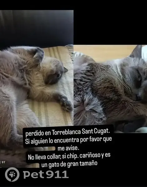 Perdido gato macho, Sant Cugat del Vallès, Cataluña, Pozuelo de Alarcon - responde al nombre de Nina - photo