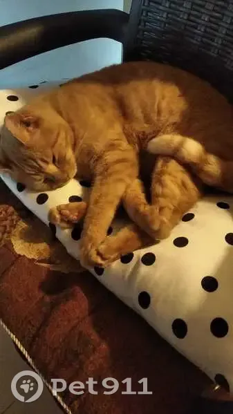 Perdido gato masculino, Calle de Pedro Porter, 7, Zaragoza, Pozuelo de Alarcon - naranja - photo
