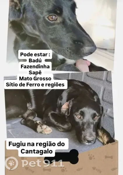 Perdido cachorro macho, Badu, Niterói - RJ, Brasil - porte grande e peitoral preto - photo