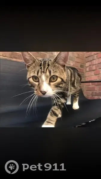 Lost cat, Osborne Street, 16, Manchester - male, 11 months old - photo