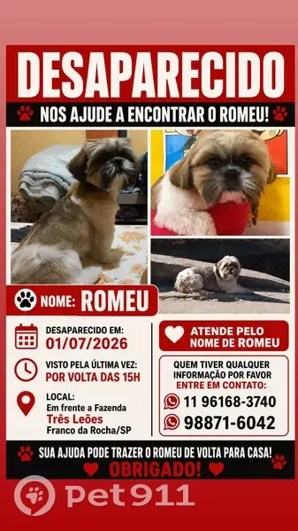 Perdido cachorro macho em Estrada do Bom Tempo, São Paulo, São Paulo — dócil e visto nas redondezas da Fazenda Três Leões - photo