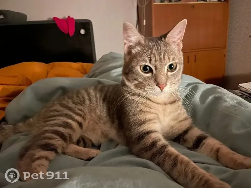 Chat disparu Garçon, Paris (fl596841) - photo