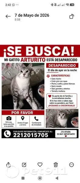 Perdido gato macho atigrado, Calle 20 de Noviembre, Puebla de Zaragoza, San Bernardino Tlaxcalancingo — ojos azules, nariz rosa - photo