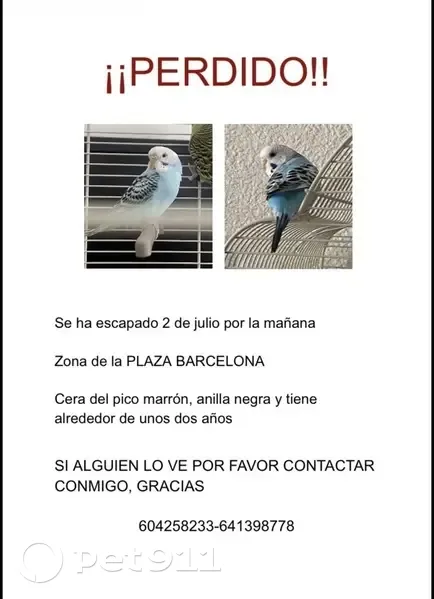 Perdida ave, Carrer Manuel Vicente Pastor, 36, Elx, Elche - pequeña, con anilla negra - photo