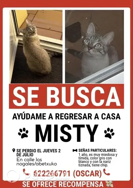 Perdido gato hembra, Calle los Nogales, 6, Gasteiz / Vitoria - 1 año, blanco con gris, con chip - photo