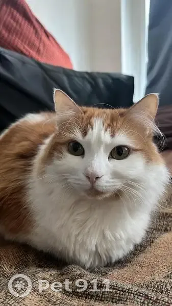 Perdido gato hembra, Calle Albatros, 12, El Puerto de Santa María - ojos verdes y pelo semilargo - photo