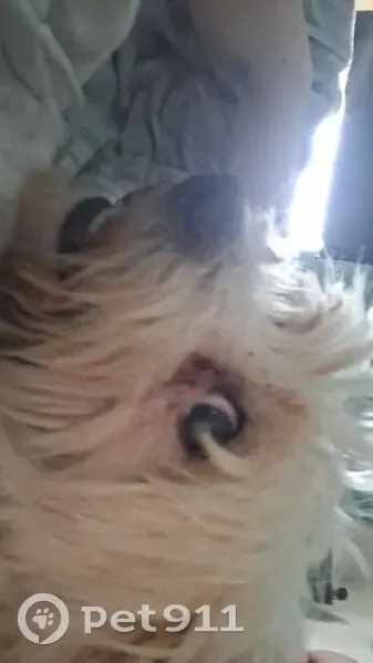 Lost dog female, Burslem, Stoke-on-Trent, UK - blind in one eye - photo