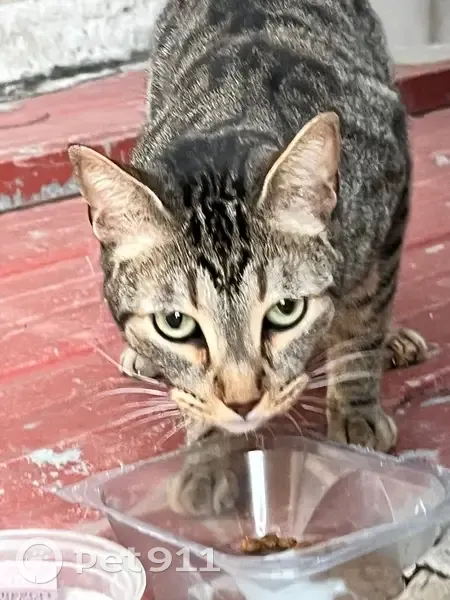 Gato encontrado en Carrer de Víctor Balaguer, 16, Rubí, joven y en un tejado - photo