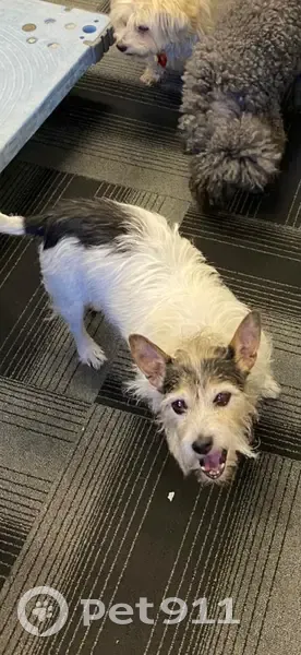 Lost dog, Saunders Street, 12, Mosman Park, Peppermint Grove - black and white Jack Russell cross - photo