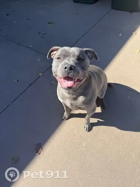 Found dog, Hibiscus Way, West Tamworth - friendly, well fed, no collar - photo