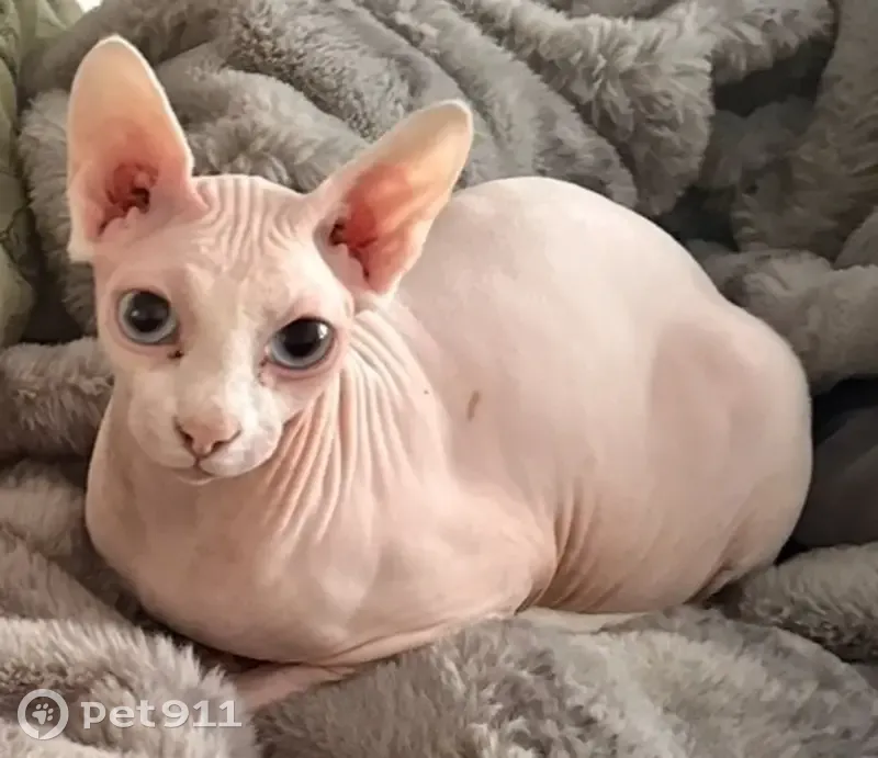 Lost cat, Tumbleweed Road, 2286, Eagle Mountain - 2 year old sphinx cat - photo