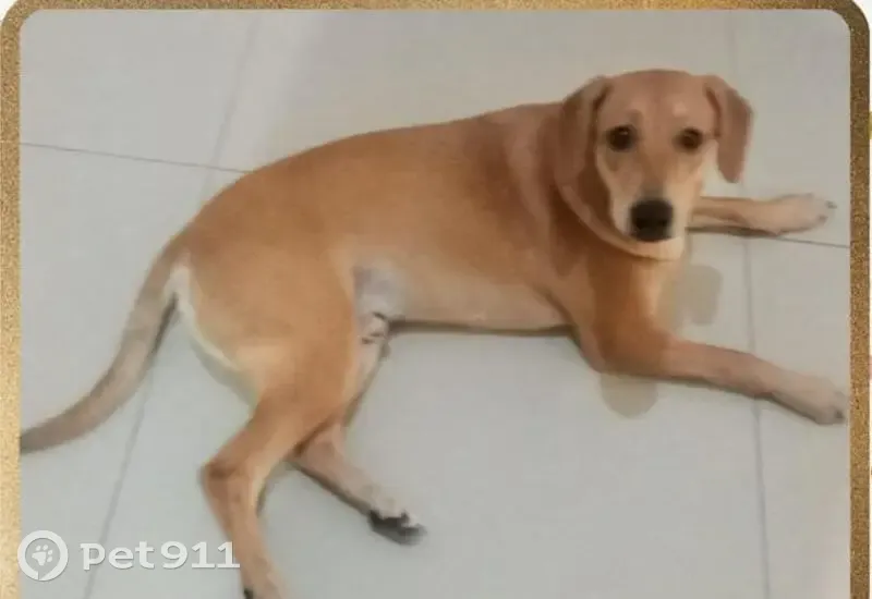 Perdido cachorro macho, Tabuleiro do Mato Dentro, Conceição do Mato Dentro - MG, 35860-000, Brasil — pelo curto, um pouco medroso - photo