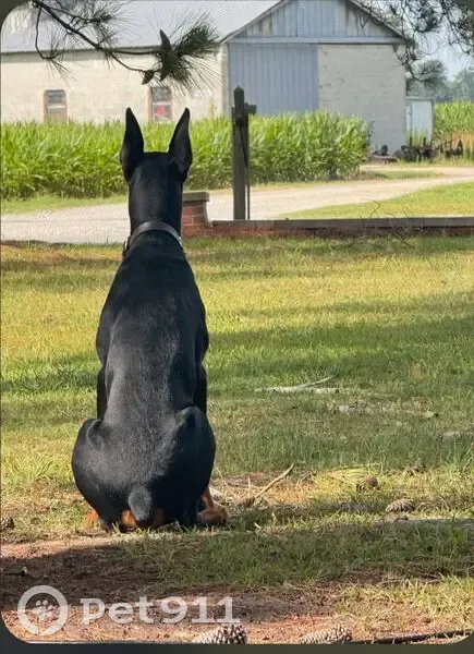 Lost dog, male, Jasper, Florida — 7 months old - photo