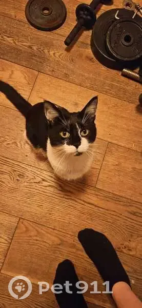Found cat, Paulet Road, 42, Brixton - male, very friendly, young, hungry - photo