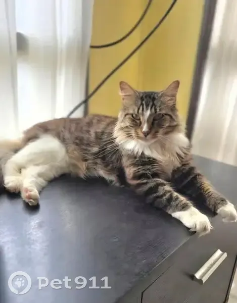 Lost cat, Inverleigh Court, 5, Hume City, Moonee Valley - male, tabby-white, friendly but nervous - photo