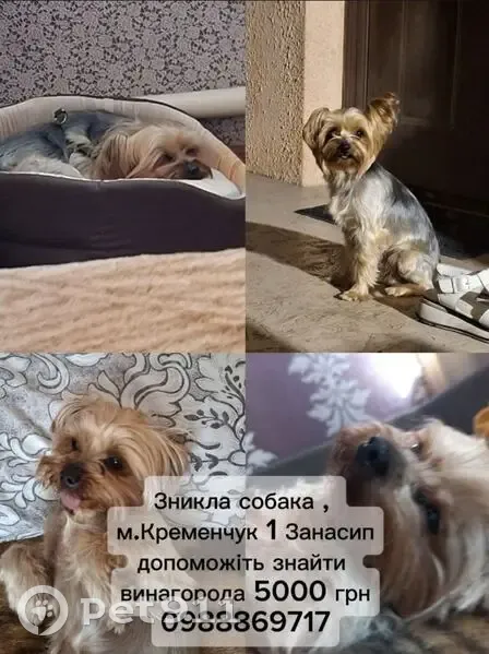 Зникла собака, вулиця Миколи Кучми, Кременчук — сіро-русий окрас, дуже лагідний - photo