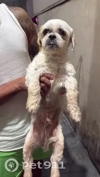 Encontrado cachorro macho, Praça da República, 350 - castrado - photo