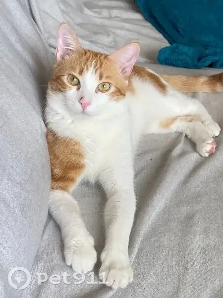Gato perdido macho, Calle Obispo Pildain, 83B, El Cerrillo, Arucas, joven amarillo y blanco - photo