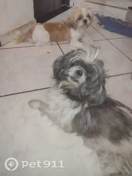 Perdido cachorro fêmea, Rua Marcela Marques da Silva, 28 - preta e branca, cega e surda - photo