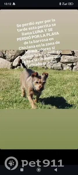 Perdido perro hembra, Chiclana de la Frontera, Andalucía, Granada — mestiza de poco tamaño - photo