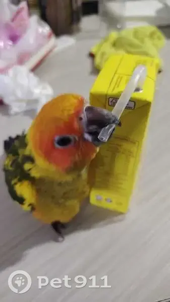 Lost Bird, Upper Boon Keng Road, 17, Hougang - baby sun conure - photo