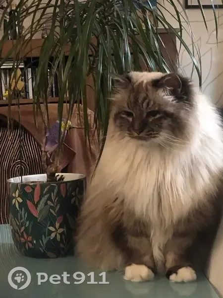 Chat perdu, Rue de Nouzet, Montgeron - mâle, poitrail crème et bout des pattes blanches - photo