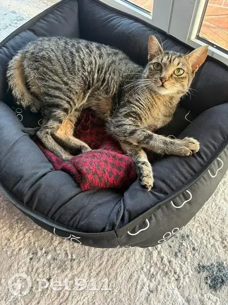 Perdida gata fêmea, Alameda Liverpool, São Paulo — pequena, dócil e com a coluna arqueada - photo