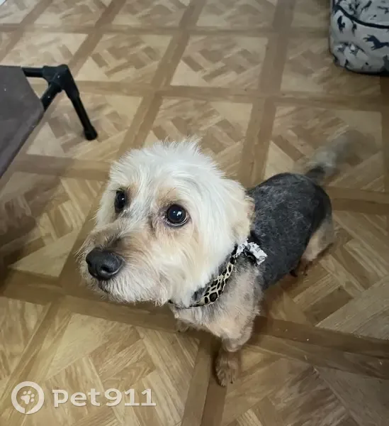 Lost dog, Bandy Court, 5501, Schertz - male, grey, brown, black, 15 pounds - photo