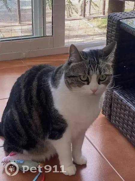 Perdido gato hembra, Calle Orito, 9, Alicante, San Vicent del Raspeig - muy miedosa, se escapó por la ventana - photo
