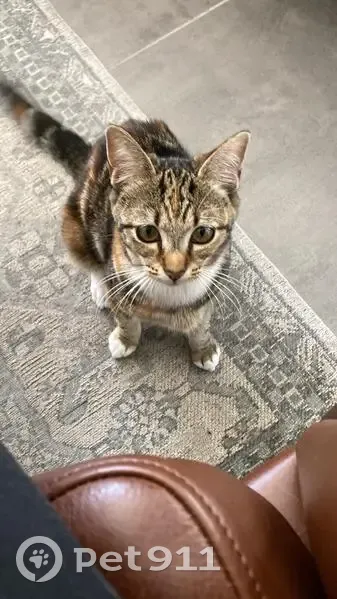 Lost cat, Viking Drive, Cape Town — female kitten with short legs - photo