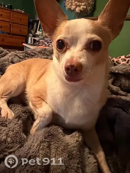 Lost dog, Winter Avenue, 1516, Louisville - male, tan with white accents - photo