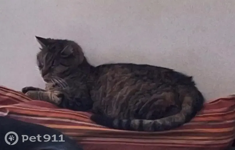 Chat perdu femelle, Rue Paul Lafargue, 10, Aubervilliers, Paris — yeux verts, très maigre - photo